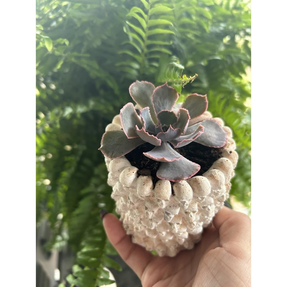 Skull Concrete Planter – Handmade Cement Succulent Pot, Handmade In Texas - Picture 10 of 11